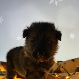 German Shepherd Puppies from Legacy K9’s