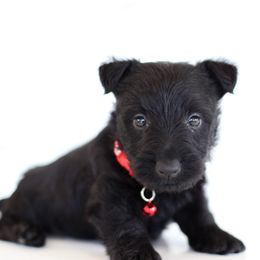 Lachlan - Black male Scottish Terrier puppy in Mount Joy, Pennsylvania from K&M Kennel