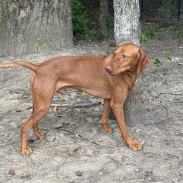 Echo - Vizsla