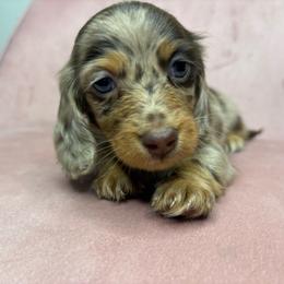 Hazel - Dapple female Dachshund puppy in Merced, California from JBDKennel