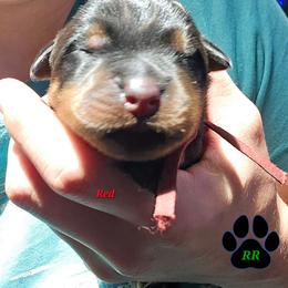 Red - Black and mahogany male Rottweiler puppy in Tangent, Oregon from Raya's Royals