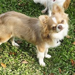 Hiccup - Chocolate blue male Chihuahua puppy in Richmond, Virginia from Breens