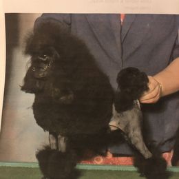 Jafar - Poodle
