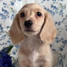 Thor - Cream male Dachshund puppy in Dothan, Alabama from Little House Pups
