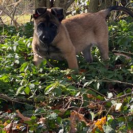 Belgian Malinois from Detto Fatto Malinois