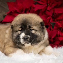 Caucasian Shepherd Dog Puppies from Sila V Krovi