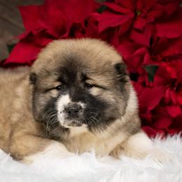 Caucasian Shepherd Dog Puppies from Sila V Krovi