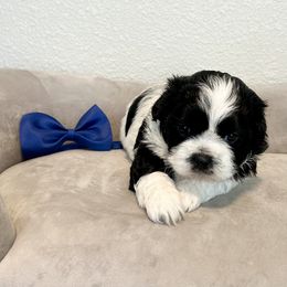 Boy 2 (Blue Bow) - Black and white male Mal-Shi puppy in National City, California from NCStellarPuppies