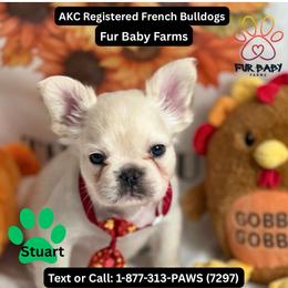 Stuart - White male French Bulldog puppy in Michigan from Fur Baby Farms