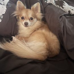 Paris - Pomeranian