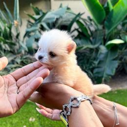 Sarina (Hot Pink) - Cream female Pomeranian puppy in Santa Ana,Ontario, California from Uniquepombabies