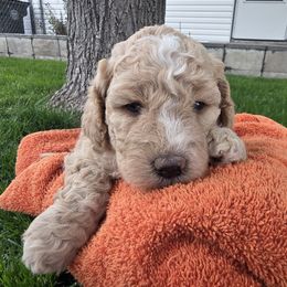 Namaari - Fawn and white female Sheepadoodle puppy in Blackfoot, Idaho from Draper Mountain Doodles