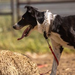 Border Collies from Rocky Mountain Border Collies