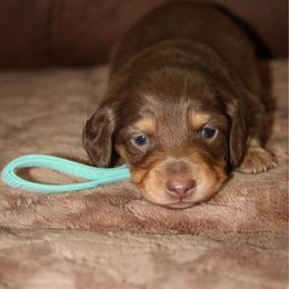 Ariel - Chocolate and tan female Dachshund puppy in Carrollton, Georgia from Ivey farm dachshunds