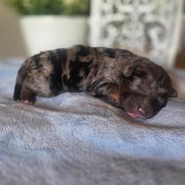 Sage - Merle female Bernedoodle puppy in Eagle Mountain, Utah from Fur Real Puppies.