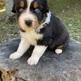 Australian Shepherd Puppies from Scooters Aussies