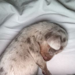 Dachshund Puppies from FiveThreeZeroMiniDachshunds