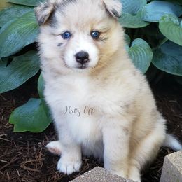Cavapoo and Pomsky Puppies from Hatz Off Puppies