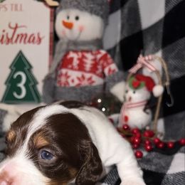Finley - Piebald male Dachshund puppy in Hortense, Georgia from Willow’s Legacy