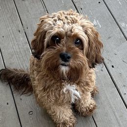 Teddy Bear - Cavapoo