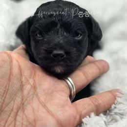 George - Black male Yorkipoo puppy in Coolidge, Arizona from Effervescent-Pooches