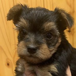 Poodles and Yorkshire Terriers from Friddles Countryside