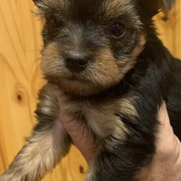 Poodles and Yorkshire Terriers from Friddles Countryside