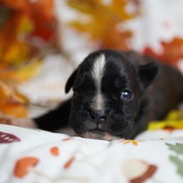 Trinity - Brindle female Boxer puppy in Warsaw, New York from Hillview Kennels