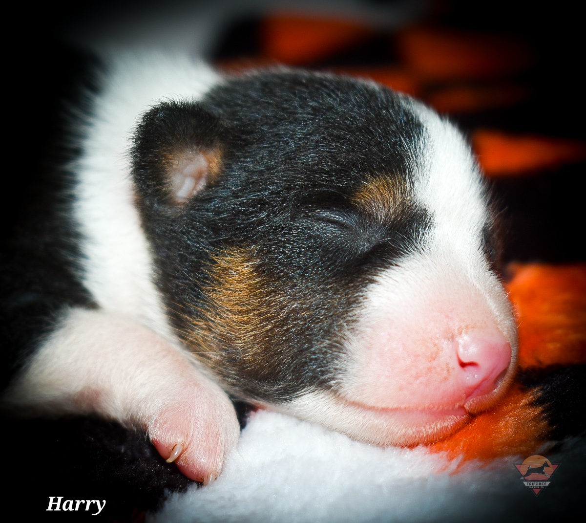 Harry - Tri-color male Basenji puppy in San Diego, California from Triforce Basenjis