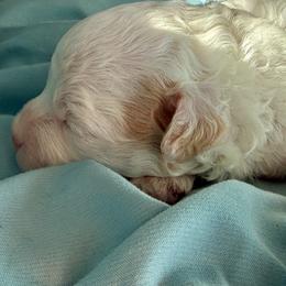 Luke - White male Poodle puppy in Willacoochee, Georgia from Kitandkboodle's Doodles