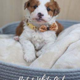 Red White Large spot - Brown and white female Aussiedoodle puppy in Plain City, Utah from Myers Desert Doodles