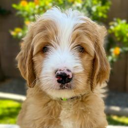 Bisbee - Red male Bernedoodle puppy in Gilbert, Arizona from 5280 Bernedoodles