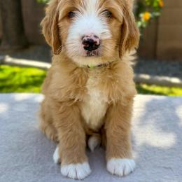 Bisbee - Red male Bernedoodle puppy in Gilbert, Arizona from 5280 Bernedoodles