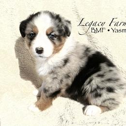 BMF Yasmine - Blue merle female Australian Shepherd puppy in Shelby, Alabama from Legacy Farms