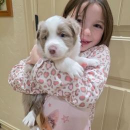 Toasty - Lilac female Border Collie puppy in Ripley, Oklahoma from Adventure5 Border Collies