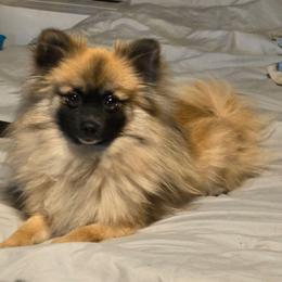 Roxi - Pomeranian