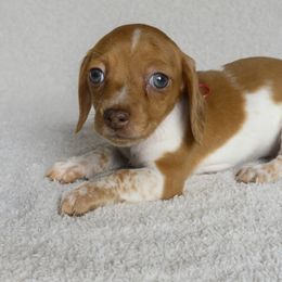 Dachshunds from Rockin Mountain Hounds
