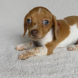 Dachshunds from Rockin Mountain Hounds