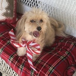 Havanese from Heart Of My Heart Havanese