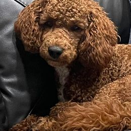 Goldendoodles from Bailey Marie Doodles