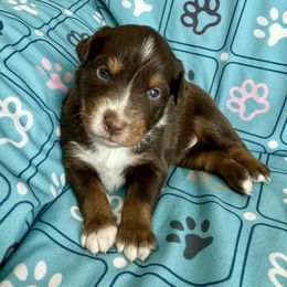Will - Red tri-color male Australian Shepherd puppy in Blomkest, Minnesota from Meljestic Farms