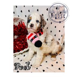 Rook - Merle male Bernedoodle puppy in Belleville, Michigan from Moose Tracks Bernedoodles