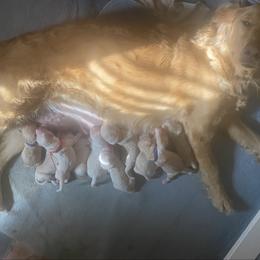 Lavender - Golden female Golden Retriever puppy in Peoria, Arizona from Westwing Retrievers