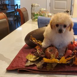 Poodle Puppies from Caloosa Kennels