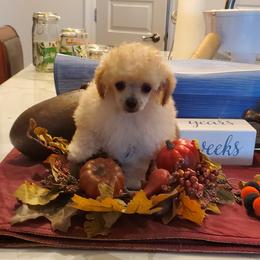 Poodle Puppies from Caloosa Kennels