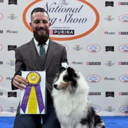 Shetland Sheepdog puppies from Whitehaven Farm Shelties