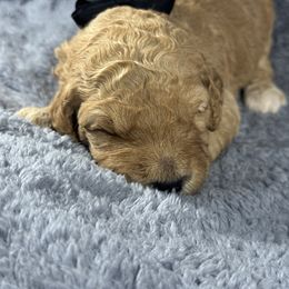 Rex Black Collar - Red  male Goldendoodle puppy in Lexington, North Carolina from Deborah’s Doodles