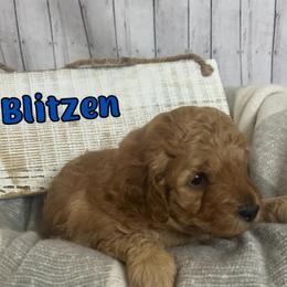 Blitzen (Blue Collar) - Red male Cavapoo puppy in Austin, Texas from Lucy Lou’s Cavapoos