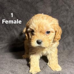 Cavalier King Charles Spaniel and Miniature Schnauzer Puppies from Lennox Thompson