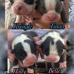 Kringle - Brindle and white male Boston Terrier puppy in Brazos Point, Texas from TX Southern Belle Bostons